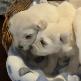 Miniature Schnauzer Puppies from Smilee Schnauzers