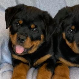 Rottweilers from Hill Top Rottweiler