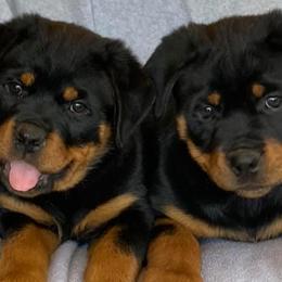 Rottweilers from Hill Top Rottweiler