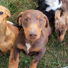 Dachshunds from Jaci's Dachshunds