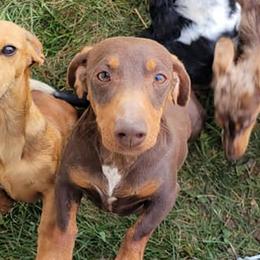 Dachshunds from Jaci's Dachshunds