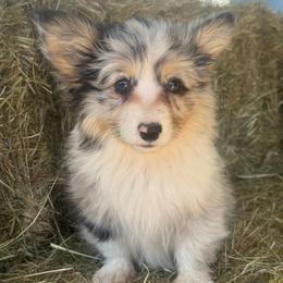 Jordan (fluffy) - Blue merle and white male American Corgi puppy in East Oakdale, California from Rhettro Kennels