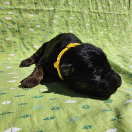 Poppy - Black and red female German Shepherd puppy in Los Lunas, New Mexico from Mali's German Shepherds LLC
