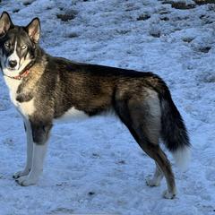 Wiconi - Native American Indian Dog