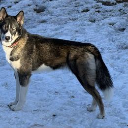 Wiconi - Native American Indian Dog