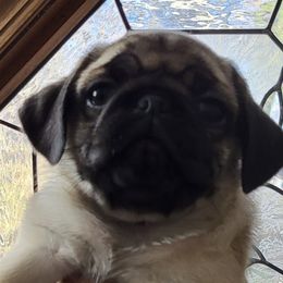 Boy 2 - Fawn Pug puppy in Heidelberg, Mississippi from Pugs of Blackfoot