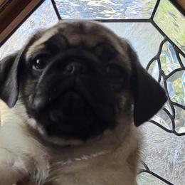Boy 2 - Fawn Pug puppy in Heidelberg, Mississippi from Pugs of Blackfoot