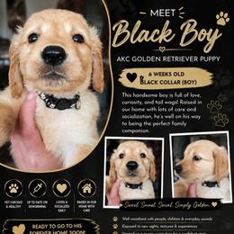 Black boy - Golden male Golden Retriever puppy in Lakewood, Washington from Lenhart Goldens