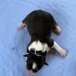 Miniature American Shepherd and Toy Australian Shepherd Puppies from Southern L Aussies