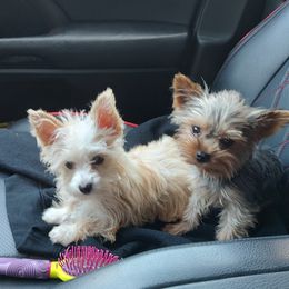 Bloodhound and Yorkshire Terrier All Grown Up from Buckingham Bloodhounds