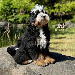 Knightley - Bernedoodle