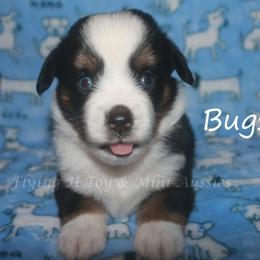 Bugsy - Black tri male Toy Australian Shepherd puppy in Godley, Texas from Flying H Toy and Mini Aussies