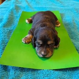 Relish - Black and Cream Brindle - Black and cream male Dachshund puppy in Pueblo, Colorado from HotDachs