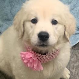 Dolly - Light golden female Golden Retriever puppy in Palatka, Florida from Mother of Pearl English Creams