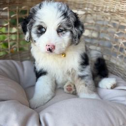 CHICKEN On A STICK - Blue merle male Aussiedoodle puppy in Grinnell, Iowa from Rural Iowa Aussies & Doodles