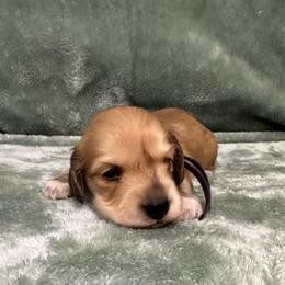 Velma - Cream female Dachshund puppy in Memphis, Tennessee from River City Doxies