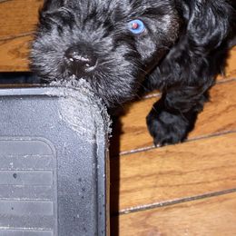Miniature Schnauzer Puppies from Incredible_Schnauzers