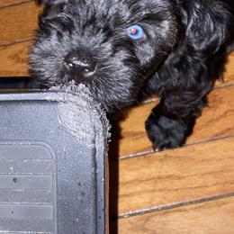 Miniature Schnauzer Puppies from Incredible_Schnauzers