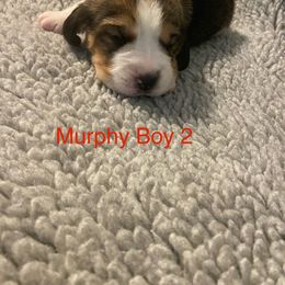 Boy 2 - Blue tan and white male Beagle puppy in Needville, Texas from Rancho Robles Kennels