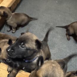 Belgian Malinois from Atkinson Kennels