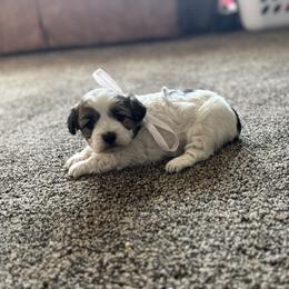 Girl 5 - Parti female Double Doodle puppy in Junction, Utah from Sugar Doodles