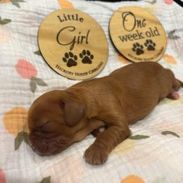 Girl 3 - Ruby female Cavalier King Charles Spaniel puppy in Solon, Iowa from Hickory House Cavaliers