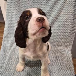 Gray - Liver white and roan male English Springer Spaniel puppy in South Williamsport, Pennsylvania from Hoppin Honey Homestead