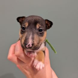 Elton John - Black and tan male Miniature Bull Terrier puppy in London, Kentucky from Barton's Miniature Bull Terrier