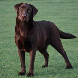 Twinkle - Chocolate female Labrador Retriever puppy in Morriston, Florida from Penny Lane Labradors