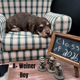A plus Weiner - Chocolate and cream male Dachshund puppy in Montevallo, Alabama from Mallard's Miniature Dachshunds