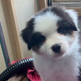 Girl 1 - Black tri-color Australian Shepherd puppy in Carr, Colorado from Tomahawk Australian Shepherds