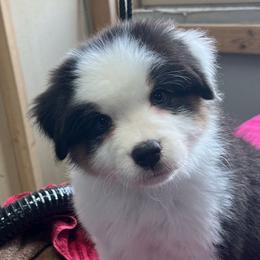 Girl 1 - Black tri-color Australian Shepherd puppy in Carr, Colorado from Tomahawk Australian Shepherds
