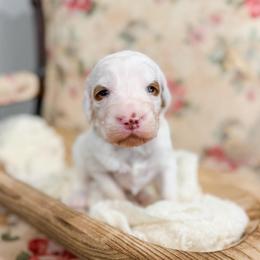 Bradford - Parti male Goldendoodle puppy in Sulphur, Louisiana from Curly Q’s Of Carlyss
