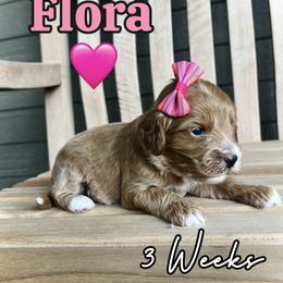 Flora - Red female Cavapoo puppy in Runaway Bay, Texas from Green Ranch Doodles