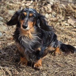Little Fut Dandi - Dachshund