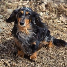 Little Fut Dandi - Dachshund