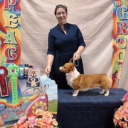 Daisy - Pembroke Welsh Corgi