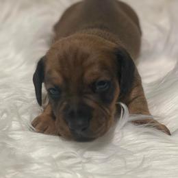 Rocco 2600 - Red male Dachshund puppy in Great Bend, Pennsylvania from Dashing Doxies