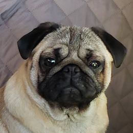 Dixie - Pug