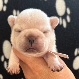 Darla - Cream female French Bulldog puppy in Daviess County, Kentucky from Blissful Euro Boxers, Dobermans & French Bull Dogs