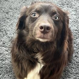 Star - Australian Shepherd