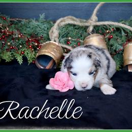 Rachelle - Blue merle female Miniature Australian Shepherd puppy in Madisonville, Texas from Flying LL Aussies