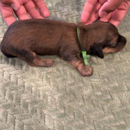 Boy 3 - Red male Dachshund puppy in Belen, New Mexico from Chavez Longhair Lowriders