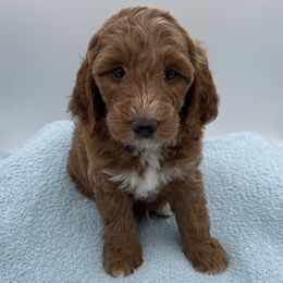 Scout - Red  male Goldendoodle puppy in Kansas City, Kansas from Bella & Ivy’s Mini Goldendoodles of KC