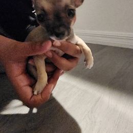 Chihuahua Puppies from Maldonado Pet Life Breeder LLC.