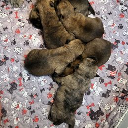 Boy 4 - Red brindle male Cairn Terrier puppy in Pottersville, Missouri from Cairn Terriers of Heatherridge,LLC