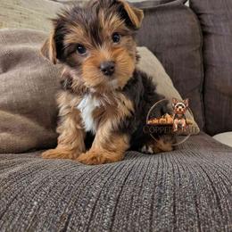 Bryce - Chocolate and tan male Yorkshire Terrier puppy in Goodyear, Arizona from Copper State Yorkies