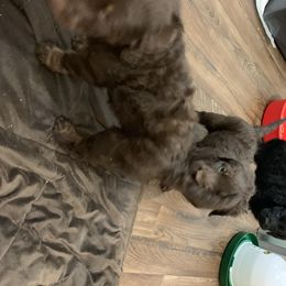 German Shorthaired Pointer and Labradoodle Puppies from Shining D Ranch