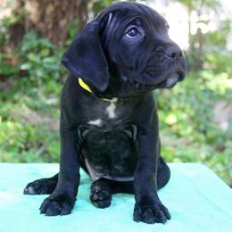 Cane Corso Puppies from Harlow Cane Corso