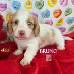 Bruno - Dapple male Dachshund puppy in Waseca, Minnesota from Dragonfly Doxies